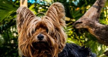 Что такое синдром кушинга у собак Заболевание коры надпочечников у собак